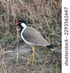 Small photo of Red - wattled lapwing asian lapwings they are ground bird incapable of piercing