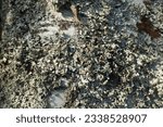 Small photo of Parmelia sulcata is a foliose lichen in the family Parmeliaceae tolerant of pollution, has cosmopolitan distribution, the most common lichens. It harbours a unicellular Trebouxia green algal symbiont.