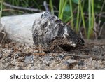 Small photo of A tree gnawed by a beaver. Damaged bark and wood. The work of a beaver for the construction of a dam. Taiga biome. Fallen big tree. Vital activity of forest. European animals.