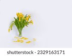The flowers withered from lack of water. Yellow tulips on a white background. Free space