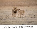 Small photo of Exploring the untamed beauty of Kenya's safari, where majestic African animals roam free in their natural habitat. In the heart of Kenya's untamed wilderness, this captivating photograph.