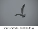 Small photo of Gulls in Alaska are found in great diversity. The most common species are the white-necked gull, the red-breasted gull, the herring gull, the brown-he