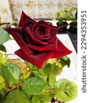 Small photo of Rosier black baccara is a dark burgundy hybrid tea rose cultivar, bred by French rose hybrid