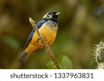 Small photo of Spangle-cheeked Tanager - Tangara dowii passerine bird, endemic resident breeder in the highlands of Costa Rica and Panama, formerly considered conspecific with green-naped tanager