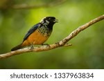 Small photo of Spangle-cheeked Tanager - Tangara dowii passerine bird, endemic resident breeder in the highlands of Costa Rica and Panama, formerly considered conspecific with green-naped tanager