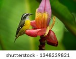 Small photo of Bananaquit - Coereba flaveola passerine bird, tanager family, often placed in its own family Coerebidae. Small, active nectarivore is found in warmer parts of the Americas.