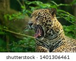 Jaguar   panthera onca  wild...