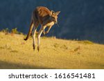 Small photo of Macropus giganteus - Eastern Grey Kangaroo marsupial found in eastern third of Australia, with a population of several million. It is also known as the great grey kangaroo and the forester kangaroo.
