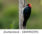 Acorn Woodpecker   Melanerpes...