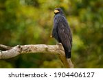 Common Black Hawk   Buteogallus ...