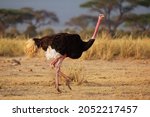 Common Ostrich   Struthio...