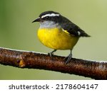Small photo of Bananaquit - Coereba flaveola passerine bird, tanager family, often placed in its own family Coerebidae. Small, active nectarivore is found in warmer parts of the Americas.