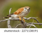 Nankeen Kestrel - Falco cenchroides also Australian kestrel, bird raptor native to Australia and New Guinea, small falcons, pale rufous upper-parts with contrasting black flight-feathers.