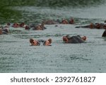 Small photo of Hippopotamus - Hippopotamus amphibius or hippo, large, mostly herbivorous, semiaquatic mammal native to sub-Saharan Africa. Herd of hippos in the water in the rain during rainy season.