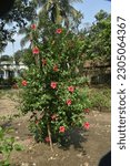 Small photo of The Hibiscus flowers are showy and conspicuous. · It is usually borne singly but sometimes canAlternate, petiolate, stipulate, serrate, glabrous, apex acuminate with ...