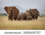 Small photo of A family of elephants lead by the matriarch trek through the African savannah in Amboseli National Park, Kenya.
