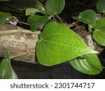 Small photo of betel commensalism symbiosis with its host tree