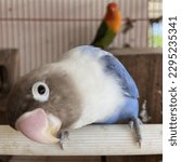 Small photo of Lovebirds can be described as active, curious, feisty, and playful, so they definitely pack a lot of personality into a small package
