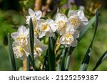 Small photo of Narcissus tazetta cream bunch-flowered daffodil Cheerfulness flowers in bloom, ornamental springtime white double flower bulbous flowering plants