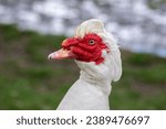 Small photo of Muscovy duck Cairina moschata white bird with red face and unfriendly expression on bench seat on farm