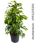 Small photo of Ficus benjamina in pot. Houseplant weeping fig, benjamin fig, ficus tree isolated on white background