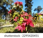 Small photo of A red flower whose petals are look like a leaf on a tree eith green leaves and blue sky