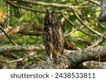 Small photo of Asio stygius - Stygian Owl - big owl with big yellow eyes in the forest