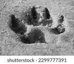 Small photo of A Pawprint From Man's Best Friend