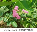Small photo of Flowering plant the crepe myrtle or crepe myrtle or crepe myrtle or crepeflower (Lagerstroemia indica) blooming pink blooms