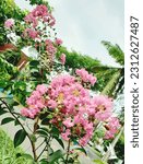 Small photo of Flowering plant lagerstroemia indica, the crape myrtle (also crepe myrtle, crepe myrtle, or crepeflower) blooming profusely pink blooms