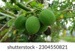 Small photo of Jatropha curcas (castor bean, physic nut, jatropha, barbados nut, poison nut , bubble bush, purging nut) hanging on the tree