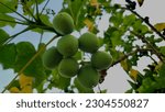 Small photo of Jatropha curcas (castor bean, physic nut, jatropha, barbados nut, poison nut , bubble bush, purging nut) hanging on the tree