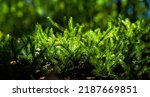 Small photo of Selective focus green sprigs of club moss growing on the forest floor. Blurred background. Abstract light spots.