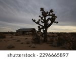 Joshua tree with abandoned building in the background