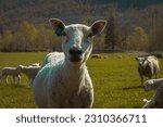 Small photo of Sheep close-up. Green pastures of Norway in Scandinavia. Large herds of animals with lambs frolic in the pasture. Comfortable farm for animals. free range. Sheep's wool. flock of sheep. Norway. Norge