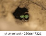 Small photo of Green sprout inside dark crevasse