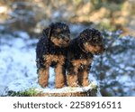 Two young welsh terrier gundog...