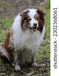 Small photo of Portrait of a totally dirty, mucky, adorable brown and white merle Bordercollie male dog with striking sky blue eyes, with open mouth on his daily walks outdoors.