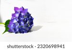 Small photo of Flower with name Ortensia of mauve color with a light background for writing text