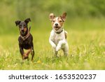 Parson Russell Terrier And...