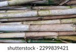 Small photo of Bamboo is a grassy plant with cavities and joints on the stems. Bamboo has many types. Other names for bamboo are reed, aur, pring and eru. In this world bamboo is one of the plants with the fastest g