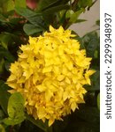 Small photo of Beautiful yellow Asoka (saraca asoca) outgrow at garden