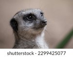 Close up photo of a sitting Meerkat