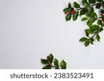 Christmas holly with red...
