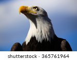 Bald eagle with blue sky