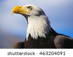 Bald Eagle Horizontal Profile