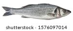 fish sea bass isolated. side... | Shutterstock . vector #1576097014