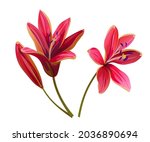 Lily  Lilium Concolor  Big Red...