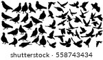 vector set of silhouette birds  ... | Shutterstock .eps vector #558743434