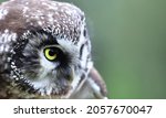 Small photo of Bird of Minerva. Tengmalm's owl (Boreal ow, Aegolius funereus) portrait. Boreal coniferous forest inhabitant